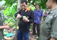 Produksi Tanaman Kakao Menipis, Petani Mulai Diajarkan Menanam Kakao