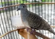 Tanda Burung Perkutut Katuranggan Cocok dengan Pemiliknya, Salah Satunya Rajin Berkicau Sejak Pagi