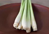 Tanaman Toga: Pengertian, Jenis, dan Manfaatnya untuk Kesehatan Keluarga