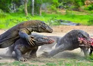 They are Komodo Dragons, and life is related to the sea!