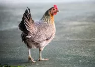 Doa Menyembelih Ayam Lengkap dengan Tata Cara Memotong, Agar Halal untuk Sajian Lebaran 2024