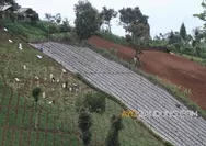 90 Persen Lahan Dikuasai PTPN dan Perhutani, Dilema Pertanian Kentang di Pangalengan Kabupaten Bandung