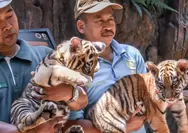 Kebun Binatang Bandung Dipastikan Tetap Aman, MoU Pengelolaan Diperpanjang hingga 29 Mei 2026