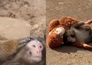 Sempat Jadikan Boneka sebagai Teman, Bayi Monyet Punch Akhirnya Diterima pada Lingkungan Sosialnya di Ichikawa City Zoo