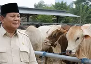 Prabowo Salurkan 1.098 Sapi Kurban, Anggaran Bersumber dari APBN Capai Rp100 Miliar