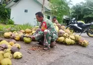 Dukung Ekonomi Warga Babinsa Serma Olden Wanua Bantu Olah Kelapa Jadi Kopra