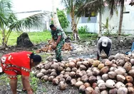 Babinsa Desa Miangas Bantu Warga Kupas Kelapa untuk dijadikan Kopra