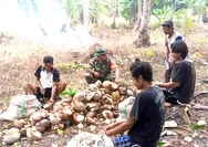 Dukung Peningkatan Ekonomi Warga, Babinsa Turun Tangan Dampingi Petani Kelapa Olah Kopra di Desa Pantuge