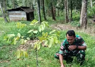 Babinsa Koramil 08/Melonguane Kopda Jonly Sarean Melaksanakan Pemeliharaan Bibit Pala di Lahan Milik Pribadi