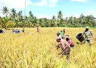 Babinsa Koramil 1312-08/Melonguane Hadiri Kegiatan Panen Padi Sawa Warga Di Dexa Ambela