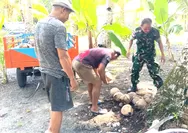 Babinsa Desa Miangas Bantu Warga Angkut Kelapa