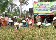 Bukan Cuma Tegakkan Hukum, Kajati Sulut Ikut Turun ke Sawah Talaud Tanam 'Harapan'