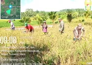 Panen Padi di Desa Ambela, Babinsa Koramil 1312-08/Melonguane Dukung Ketahanan Pangan Nasional