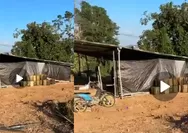 PETI Potolo Diduga Kembali Beroperasi, Isu Pemodal Besar dan WNA Mencuat