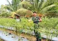 Dukung Ketahanan Pangan, Babinsa Koramil 1312-05/Essang Bantu Petani Cabai di Wilayah Binaan