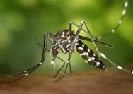 10 Tanaman Pengusir Nyamuk untuk Bantu Cegah Demam Berdarah (DBD)