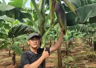 Pisang Cavendish Asal Cianjur Raih Juara II Lomba Buah Unggul Tingkat Nasional 2026