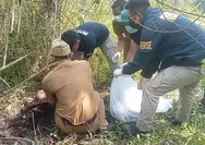 Warga Sukabumi Digegerkan Penemuan Kerangka Manusia di Kebun Jati Sagaranten