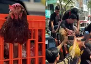 Harga Telur Anjlok, Peternak DIY Malah Bagi-bagi 1.600 Ayam Gratis ke Warga