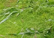 Sengketa Tanaman Jagung di Karassing Mengemuka, Korban Pertanyakan Mediasi Desa, Kades Beri Klarifikasi