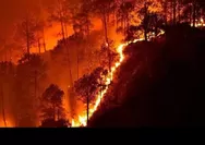 Karhutla Kaltim Meluas, 936 Hektare Hutan dan Lahan Terbakar di 413 Titik