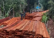 60 M³ Kayu Ditemukan di SM Kerumutan, 6 Orang Jadi Tersangka Pembalakan Liar