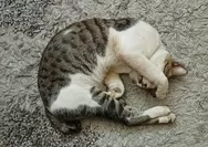 20 Gestur Kucing Yang Wajib Kamu Pahami Agar Bisa Kasih Respon yang Tepat
