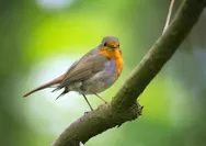 Ciri-ciri Paru-paru pada Burung yang Ternyata Bukan Satu-satunya Alat Pernapasan, Berikut Penjelasannya!