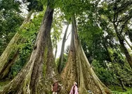Mitos Pohon Jodoh: Legenda Cinta di Kebun Raya Bogor Yang Memiliki Makna Dan Sejarah