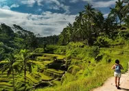 Sawah Terasering Bali, Jadi Lirikan Destinasi Wisata Luar Negeri