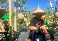Panen Melon dan Semangka Suliwa Agro Farm, Pj Bupati Bondowoso Minta Desa Lain Mereplikasi