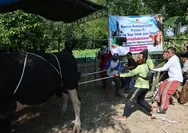 Warga Tinanding Grobogan Terharu Terima Sapi Kurban Presiden Pascabanjir Sungai Tuntang