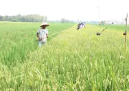 Air Mengalir, Biaya Menyusut: Kisah Petani Pekalongan Manfaatkan Energi Surya