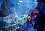 Aquarium Indonesia Pangandaran: Wisata Edukasi Akuarium Terpanjang di Indonesia