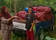 Emas Hijau Oro Gading! Harga Porang Tembus Rp11.700 per Kilo, Kesejahteraan Petani Meningkat