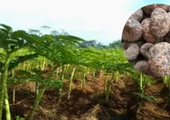 Porang! Si Umbi Bernilai Tinggi yang Menjadi Harapan Baru Peningkatan Ekonomi Desa
