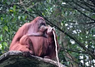 Bocoran Jawaban Kotla 20 April 2026, Tebak Nama Kota Rahasia di Indonesia