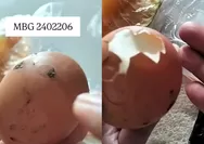 Viral Telur MBG di Magetan Masih Ada Kotoran Ayam, Bupati Nanik Sumantri Respons