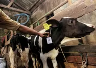 Kurban Menggunakan Hewan Betina, Apakah Sah? 