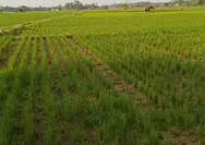 Sawah mengering di Subang, ratusan hektare padi terancam gagal panen
