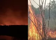 Dua hari Taman Nasional Way Kambas terbakar, petugas ungkap kendala akses dan sumber air