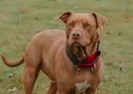 Ngeri! Viral anak 9 tahun diserang anjing pitbull di Bandung, korban alami luka parah hingga harus operasi