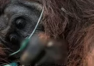 Pelarian sunyi orang utan ‘sempurna’ dari amukan karhutla di Kalbar: Terbaring dalam parit, berakhir duka