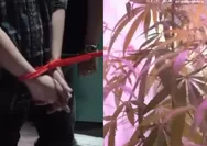 Viral rumah ASN di Cileunyi Bandung digerebek, polisi temukan puluhan tanaman pohon ganja