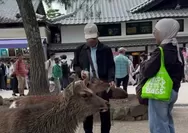 Viral turis WNI diduga beri plastik ke rusa di Jepang, begini klarifikasinya