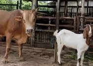Kurban dan Jalan Sunyi Keikhlasan hingga Pelosok Negeri