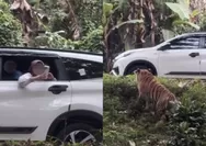 Warganet Desak Taman Safari Indonesia Blacklist Pengunjung yang Buka Kaca Mobil di Area Harimau