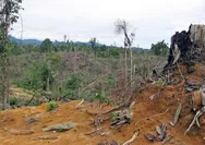 Hutan sebagai Korban Gaya Hidup Materialistis