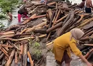Takengon Krisis Gas LPG, Warga Kumpulkan Potongan Kayu yang Hanyut di Sungai untuk Memasak