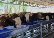 Tangsel Matangkan Persiapan Iduladha 1447 H, Benyamin Pastikan Kurban Aman dan Lingkungan Tetap Bersih